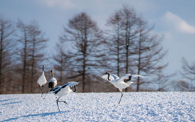 View of birds on snow covered land