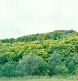 Scenic view of forest against sky