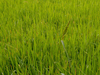 Full frame shot of fresh green field