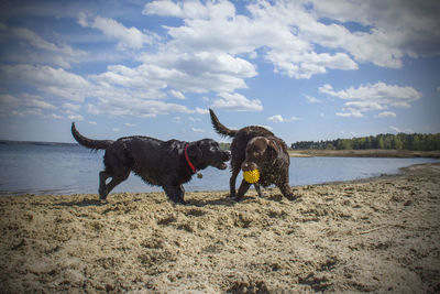 Two dogs playing on beach