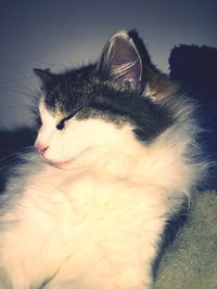 Close-up of cat relaxing at home