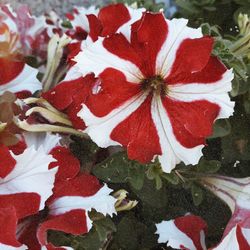 High angle view of red roses on plant