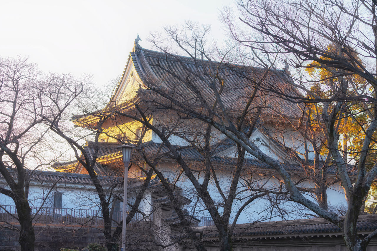 LOW ANGLE VIEW OF TREE AND BUILDING AGAINST SKY