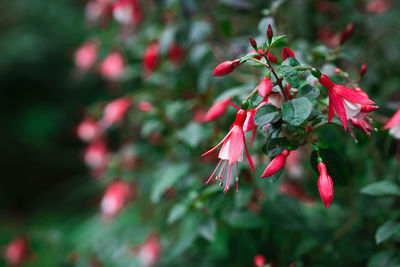 Close-up of red flowering plant