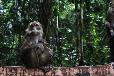 Monkey sitting in a forest