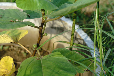 Close-up of insect on plant