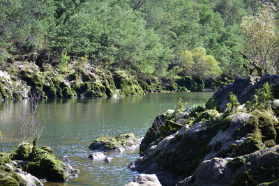 River in forest