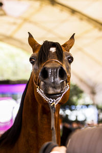 Close-up portrait of a horse