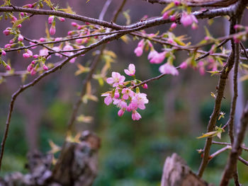 Close-up of pink cherry blossoms in spring