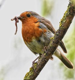 Close-up of bird perching on tree