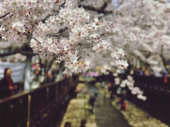 Cherry blossoms in park