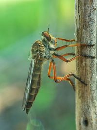 Close-up of insect on leaf