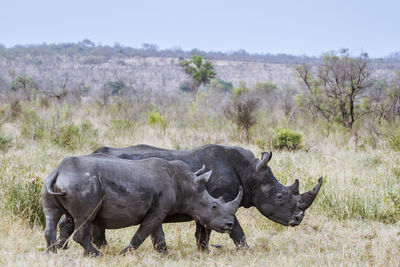White rhinoceros standing on field