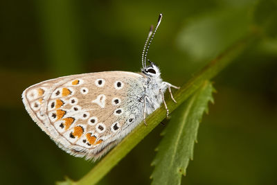 Close-up of butterfly on leaf