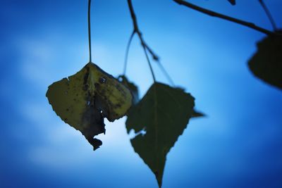 Low angle view of leaves against blue sky