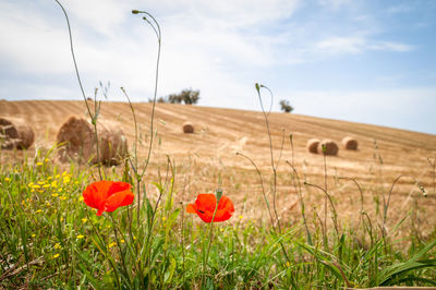 Red poppy flowers on field against sky