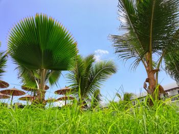 Low angle view of coconut palm trees against sky