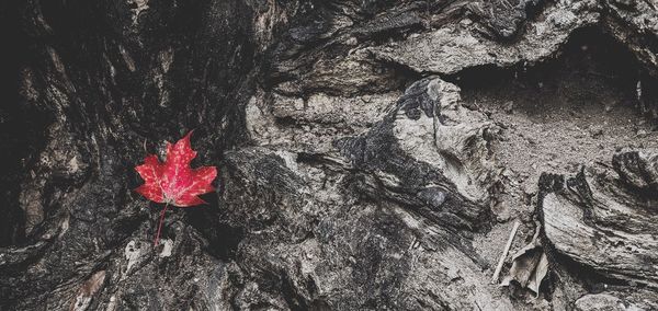 Close-up of red maple leaves on rock
