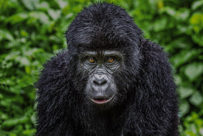 Close-up portrait of a monkey
