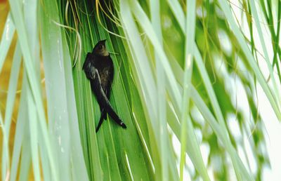 View of a bird on grass