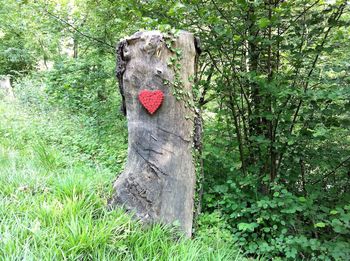 Cat on tree trunk in forest
