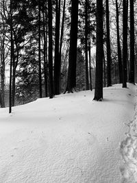 Trees in snow covered forest