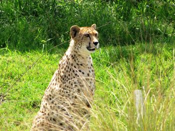 Dog standing on grassy field