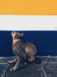 Cat sitting on wall