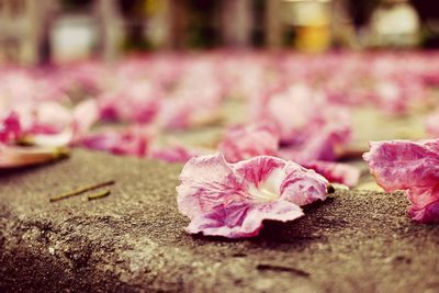 Close-up of petals on pink flower