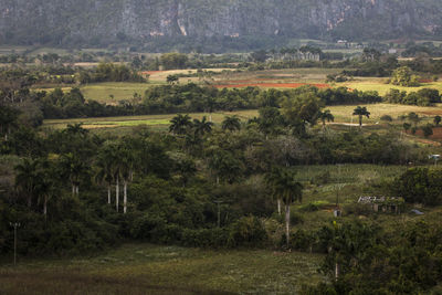 Scenic view of trees growing in field