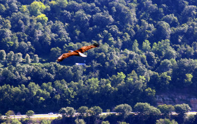 Side view of a bird flying