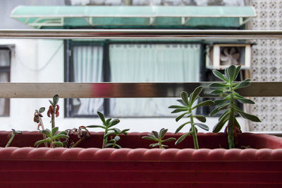 Potted plants against window of building