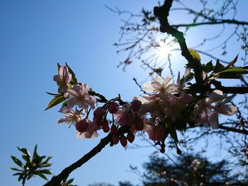 Low angle view of apple blossoms in spring