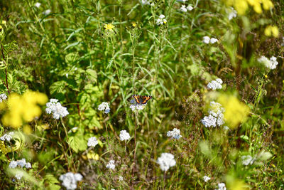 Close-up of insect on flowering plant