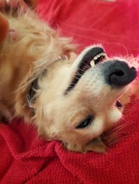 Close-up portrait of dog lying down