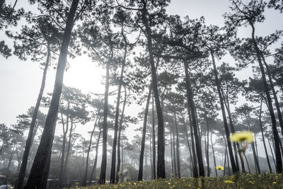 Low angle view of trees in forest