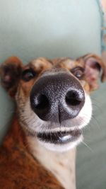 Close-up portrait of dog