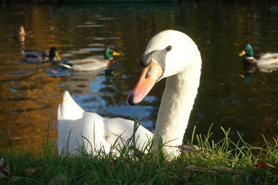 Swan floating on lake