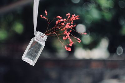 Close-up of plant in glass