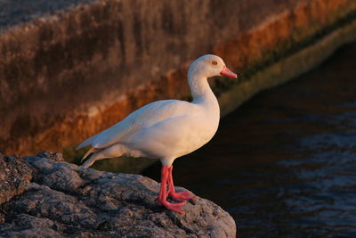 Close-up of seagull perching on rock