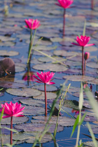 Close-up of pink water lily in lake