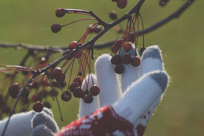 Close-up of fruits hanging on plant