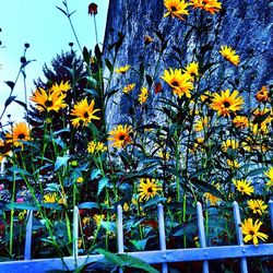 Low angle view of yellow flowers blooming against sky