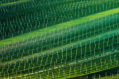 Full frame shot of agricultural field