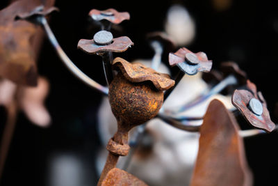 Close-up of rusty metal