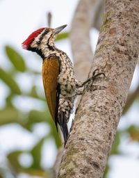 Low angle view of bird perching on tree