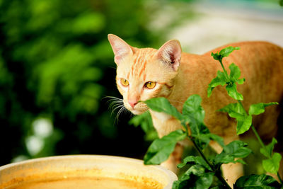 Portrait of a cat