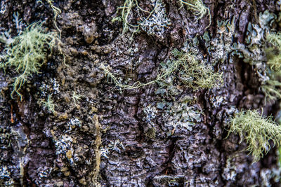 Full frame shot of moss on rock