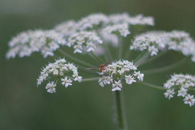 Close-up of white flowering plant