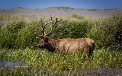 Stag standing on field